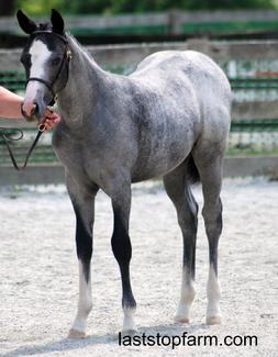 Maryland Pony Breeders 2009 Annual Show. Last Stop Farm, home of LSF Fancy That.  Half Welsh by Fox Cry Nicodemus