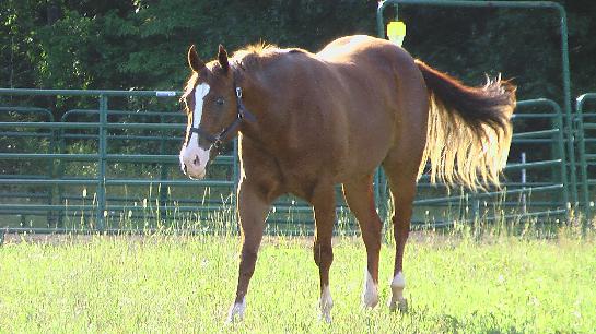 Quincy ia a Registered 2 year old chestnut overo gelding, top line is Conclusive and bottom line is Chick and Red Sonny Dee.  Has been started lightly under english tack.  