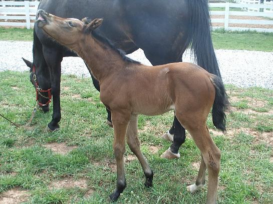 Grand daughter of Galoubet, Alme on top and bottom